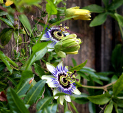 17th Jun 2020 - 17th June passionflower