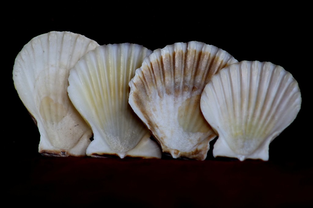 20th June seashells by valpetersen