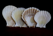 20th Jun 2020 - 20th June seashells