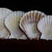 20th June seashells by valpetersen