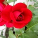 Crvena ružica by vesna0210