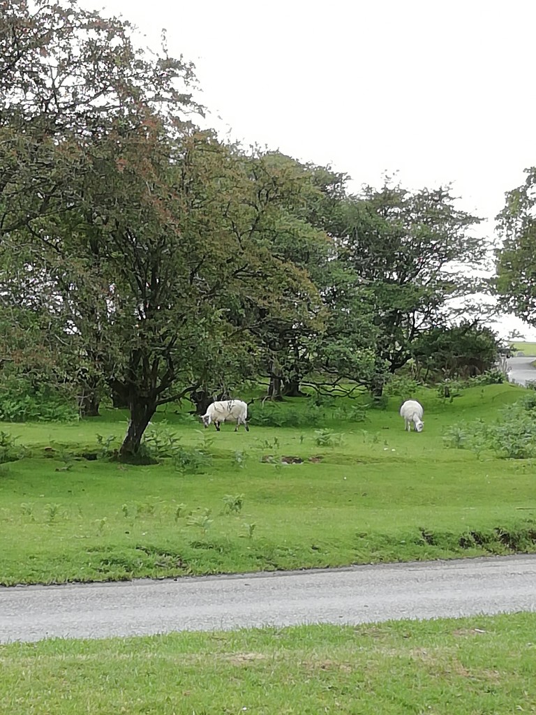 Day 95.Sheep on Whitchurch Down by jennymdennis