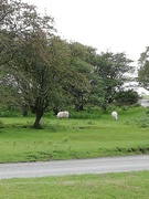 19th Jun 2020 - Day 95.Sheep on Whitchurch Down