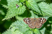 20th Jun 2020 - speckled wood