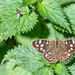 speckled wood by rjb71