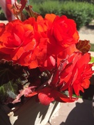 16th Jun 2020 - Red flowers 