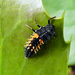 Harlequin larva by janturnbull