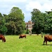 Cows in your back garden by carole_sandford