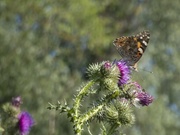 19th Jun 2020 - Painted Lady