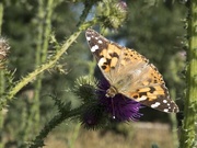 20th Jun 2020 - Painted Lady