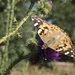 Painted Lady by helenhall