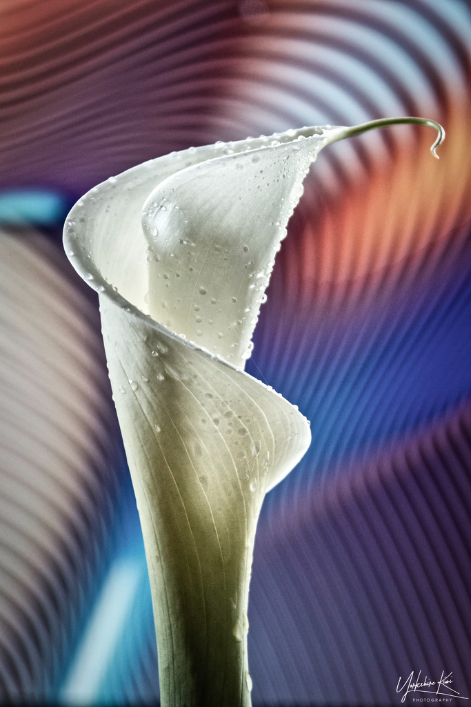 Psychedelic Calla Lily by yorkshirekiwi