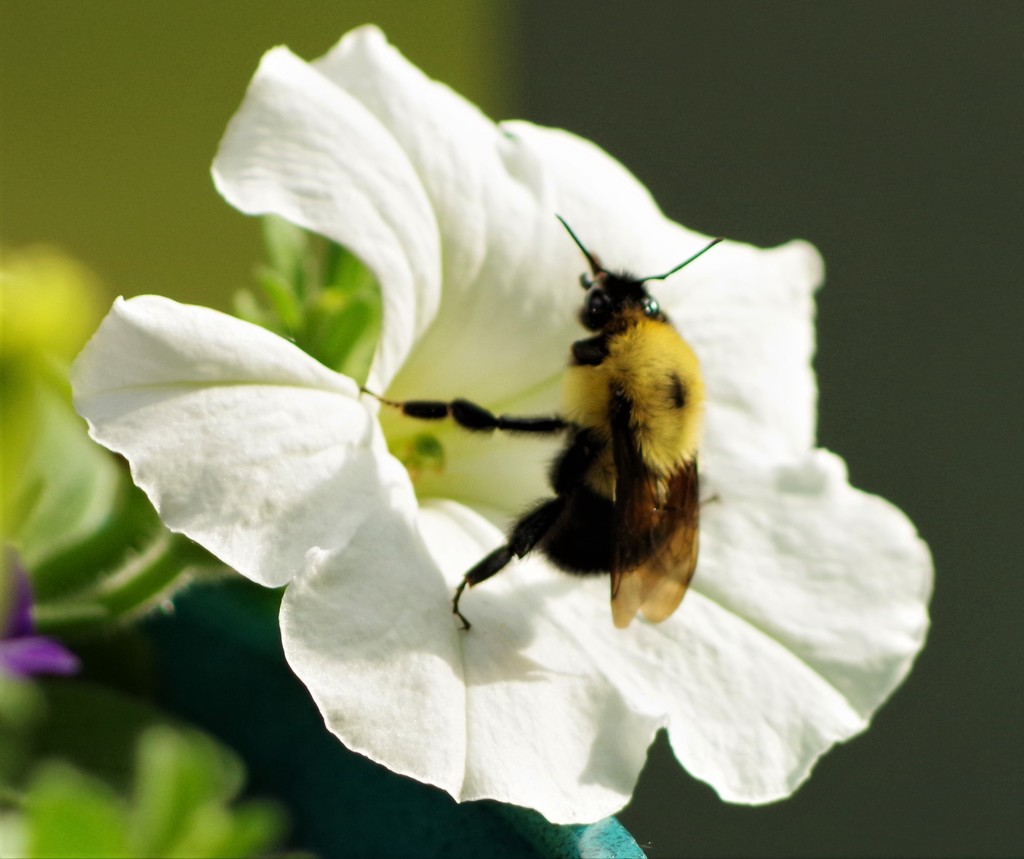 Bee and Petunia by radiogirl