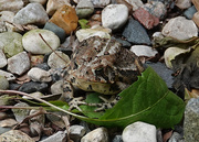 20th Jun 2020 - Our front yard toad