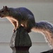 Squirrel on fencepost  by amyk
