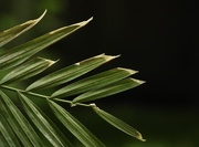 20th Jun 2020 - Palm leaves