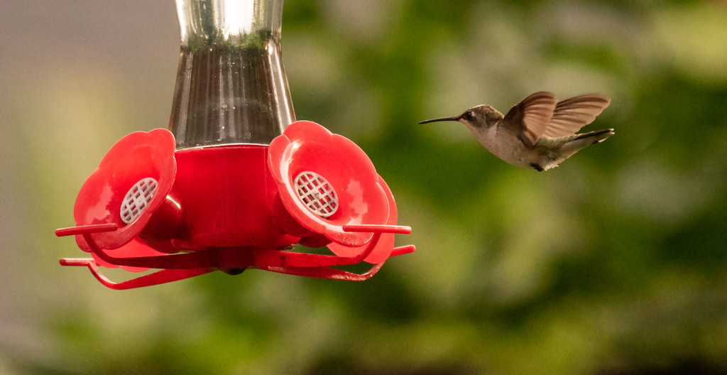 Hummingbird After the Nectar! by rickster549