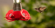 20th Jun 2020 - Hummingbird After the Nectar!