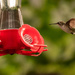 Hummingbird After the Nectar! by rickster549