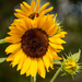 Sunflowers are in Bloom! by rickster549