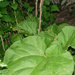 Rhubarb, Second Growth by spanishliz