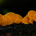 Favolaschia calocera - orange pore fungi by maureenpp