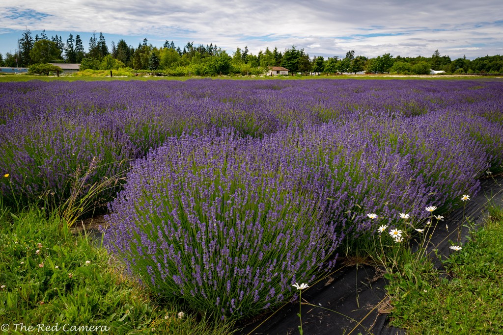 Lavender Farm by theredcamera