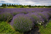 18th Jun 2020 - Lavender Farm