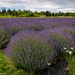 Lavender Farm by theredcamera