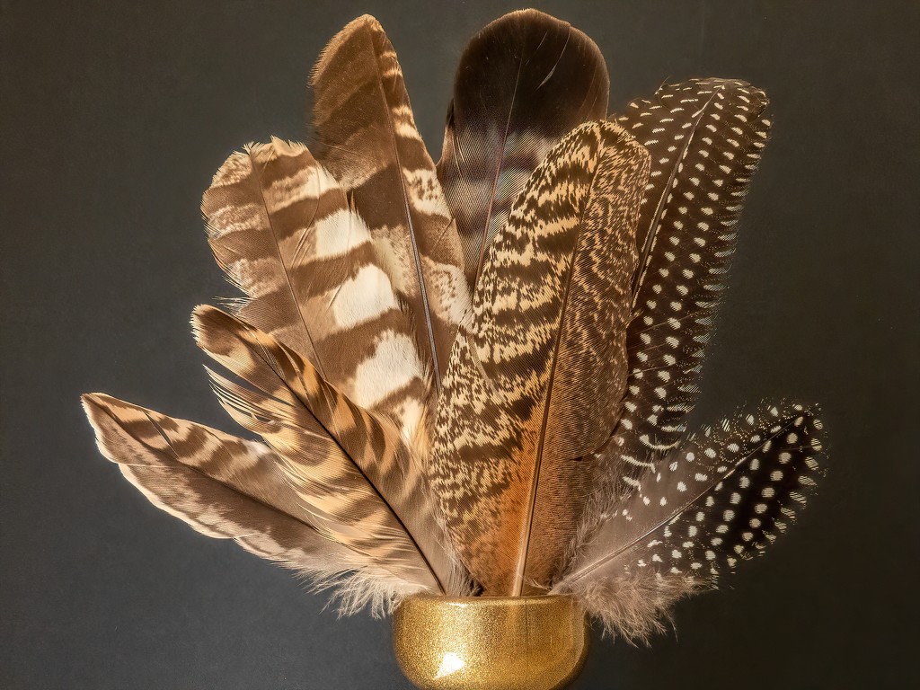 A collection of Feathers  by ludwigsdiana