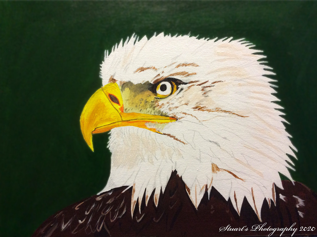 Bald eagle (painting) by stuart46