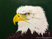 21st Jun 2020 - Bald eagle (painting)