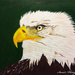 Bald eagle (painting) by stuart46