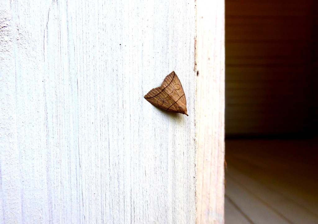 Moth in an Ingmar Bergman film  by steveandkerry