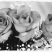 The last of my flower shots - I think?! 😉 by lyndamcg