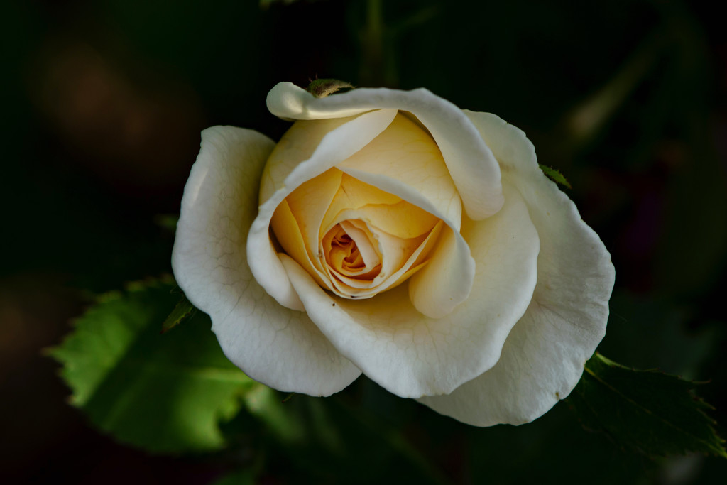 A Rose in My Garden by farmreporter