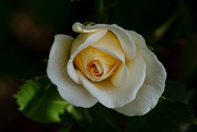 20th Jun 2020 - A Rose in My Garden