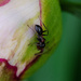 Ant Plant by farmreporter
