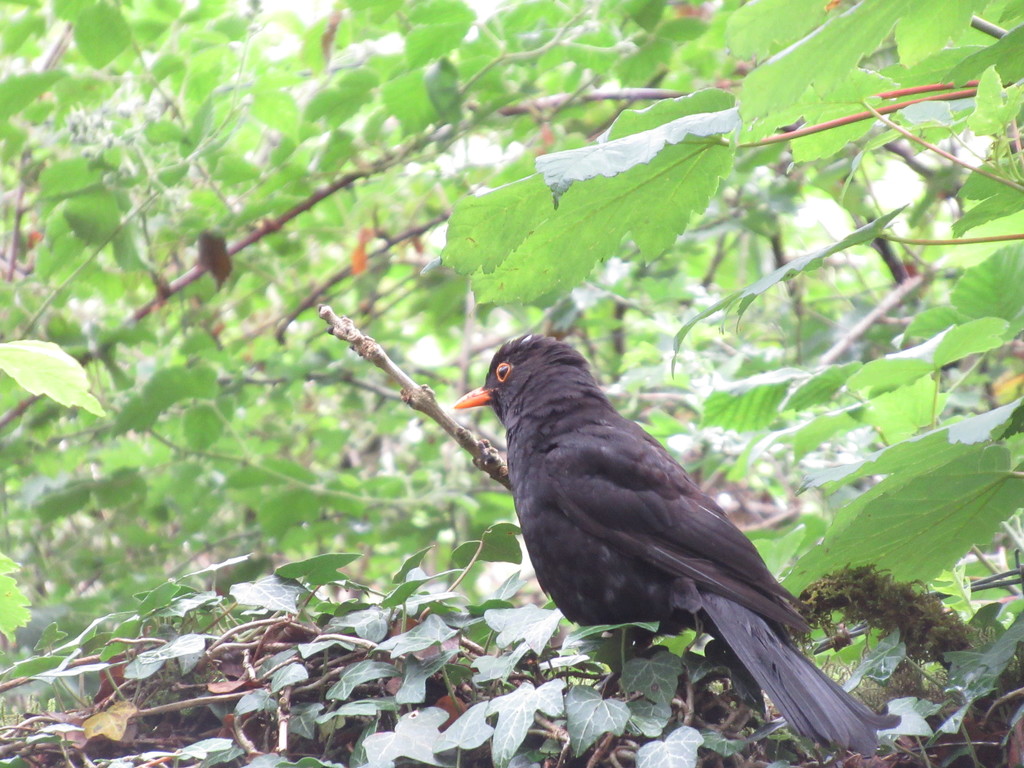 blackbird by anniesue