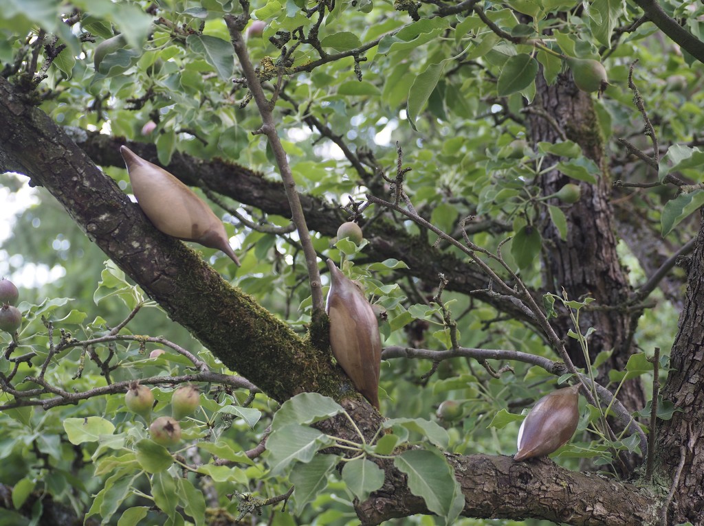 Birds in a peartree by jacqbb