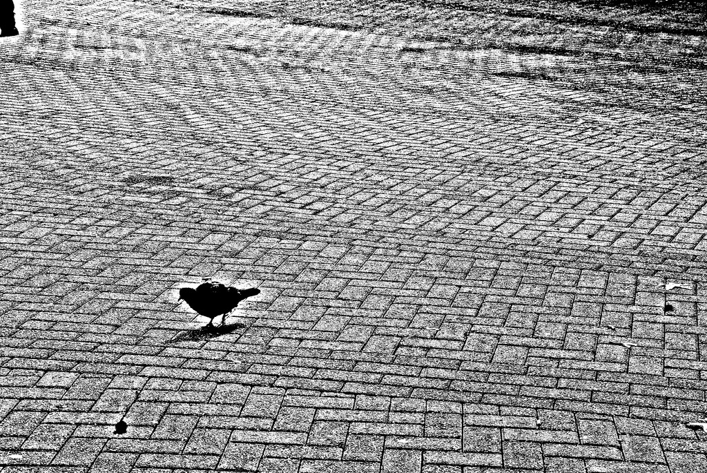 pigeon by ianmetcalfe