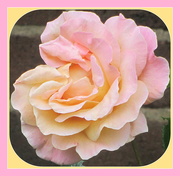 21st Jun 2020 - Mary's Rose, St.Charles' Garden.