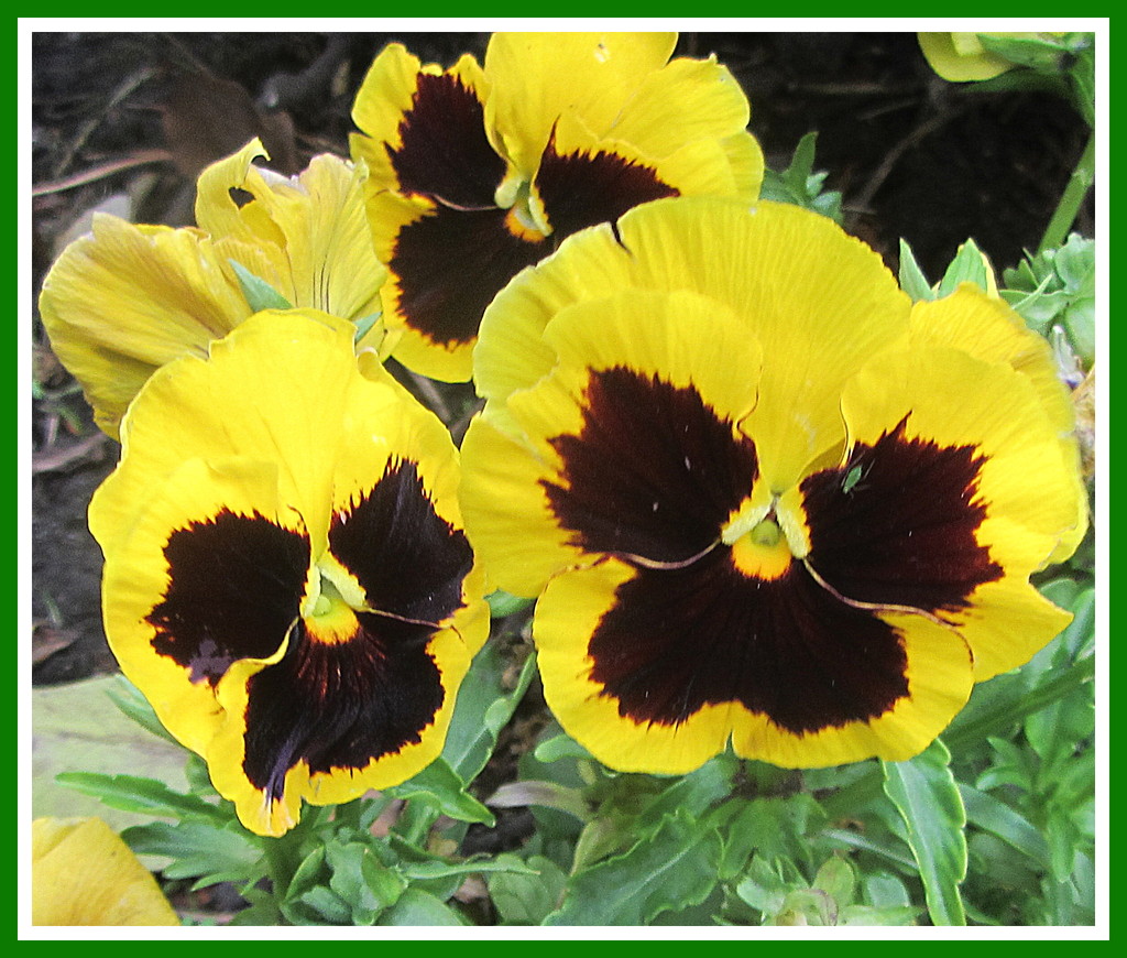Four Pansies. by grace55