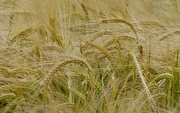 21st Jun 2020 - Bearded Barley