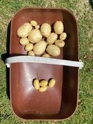 21st Jun 2020 - Potato Harvest