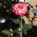 Camellia...Standing Straight & Tall ~        by happysnaps