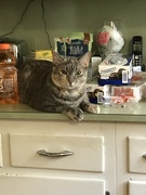 21st Jun 2020 - Cat on the counter 