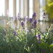 lavender by orion5d