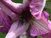 20th Jun 2020 - Clematis Flower