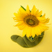 (Day 128) - Eye of the Sunflower by cjphoto